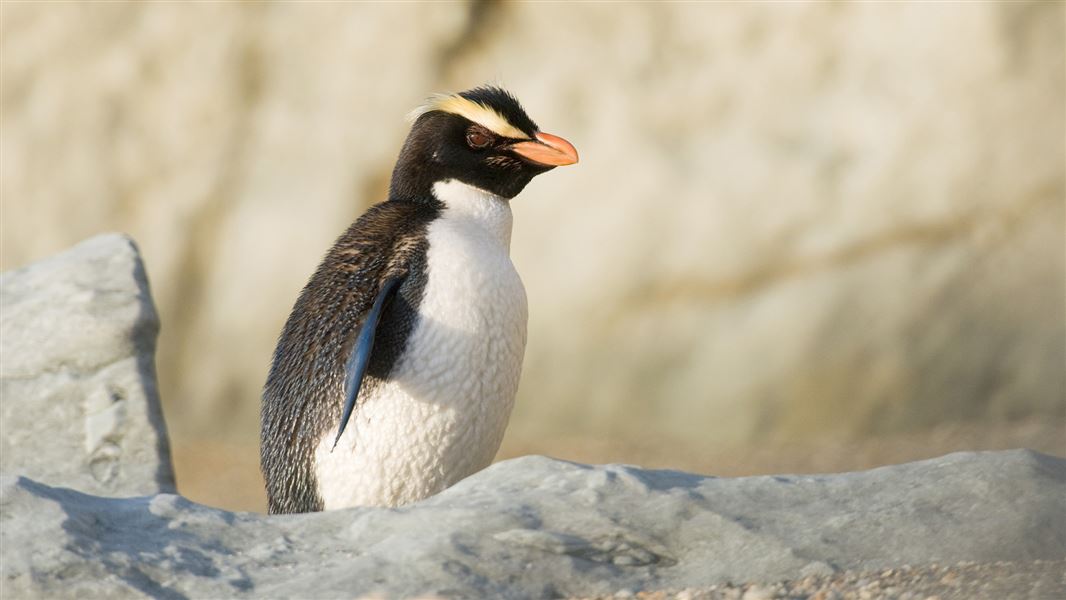 Fiordland crested penguin