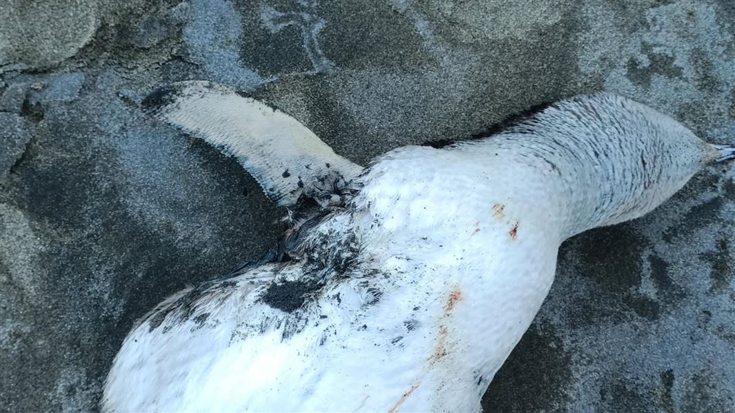 A dead penguin on sand.