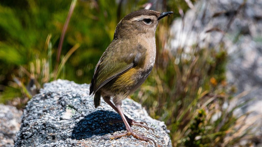 Rock wren bird perched on a rock.