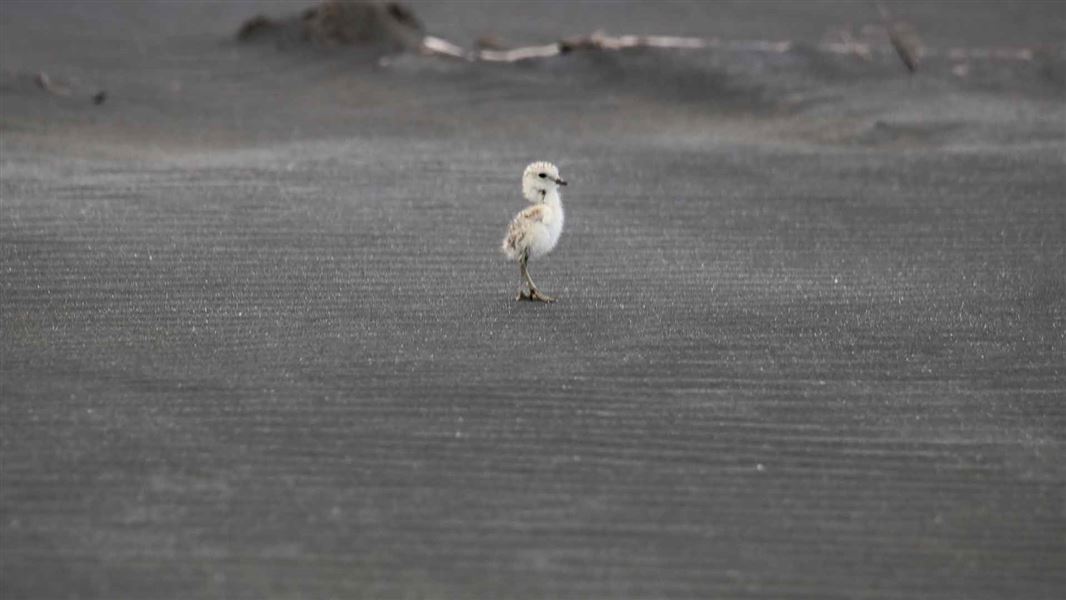 A small baby shored bird standing tall on black sand