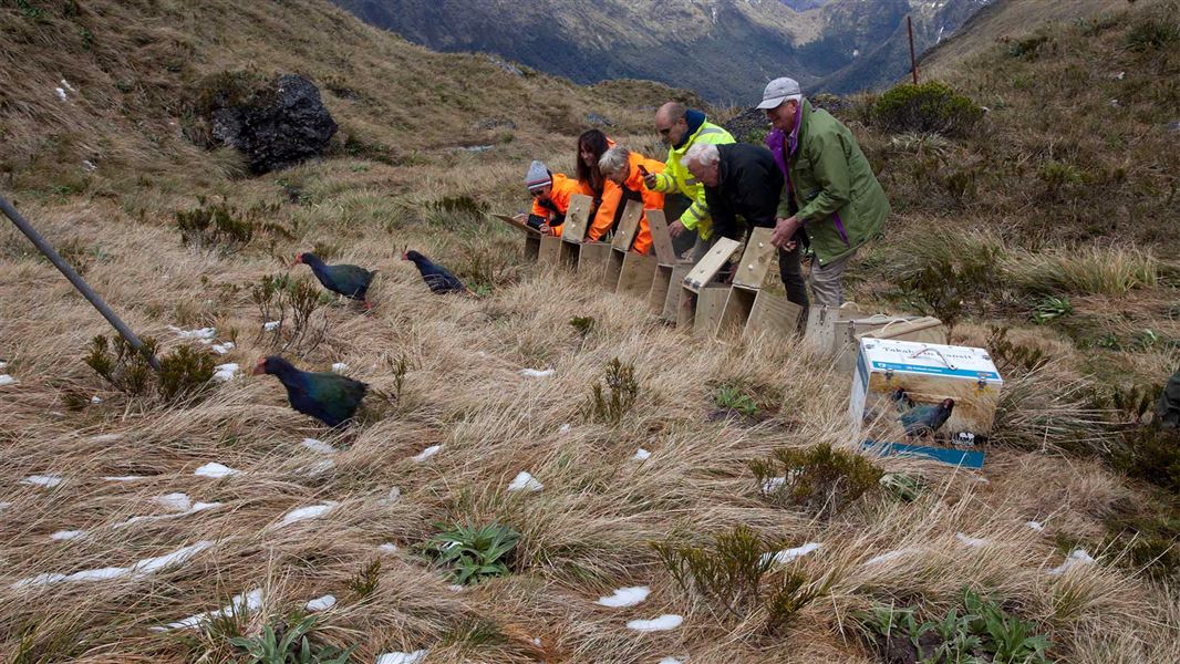 Takahe run away from release boxes in a valley.