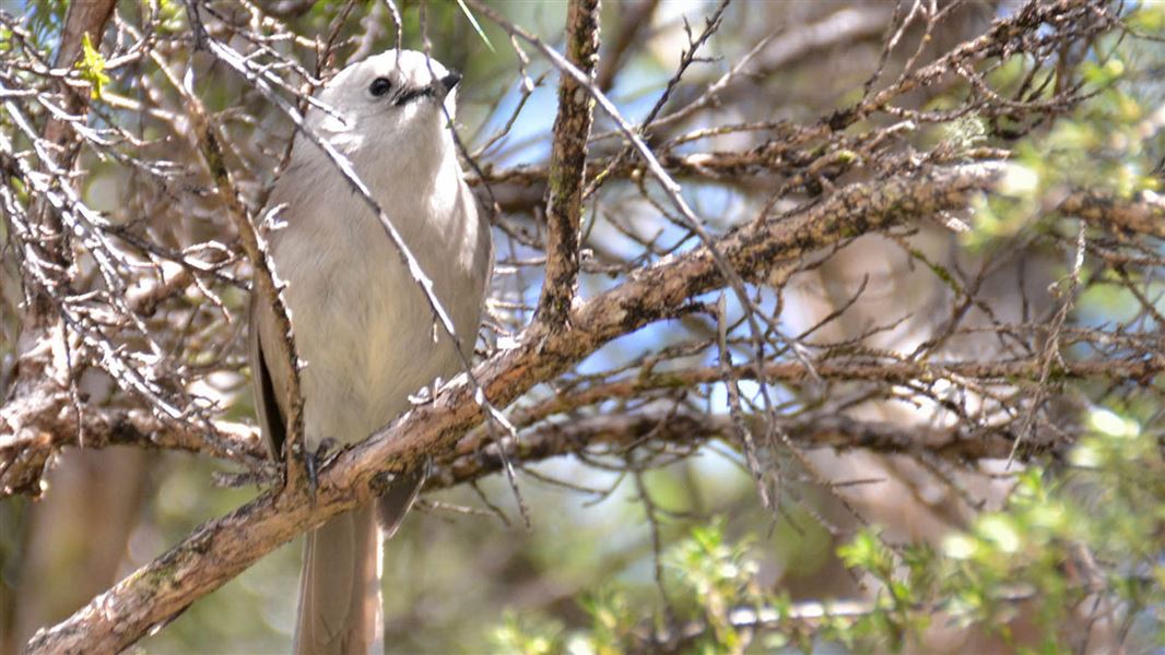 A small white bird perched amongst branches of a tree.