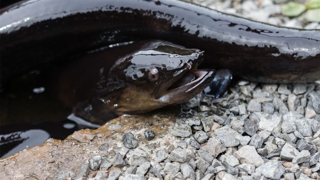 Close up of eel.