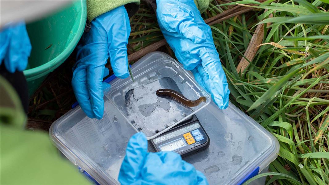 A small black mudfish is being weighed in a plastic container.