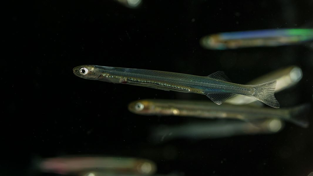 A small, long translucent fish is in focus while several other small fish are out of focus against a black background.