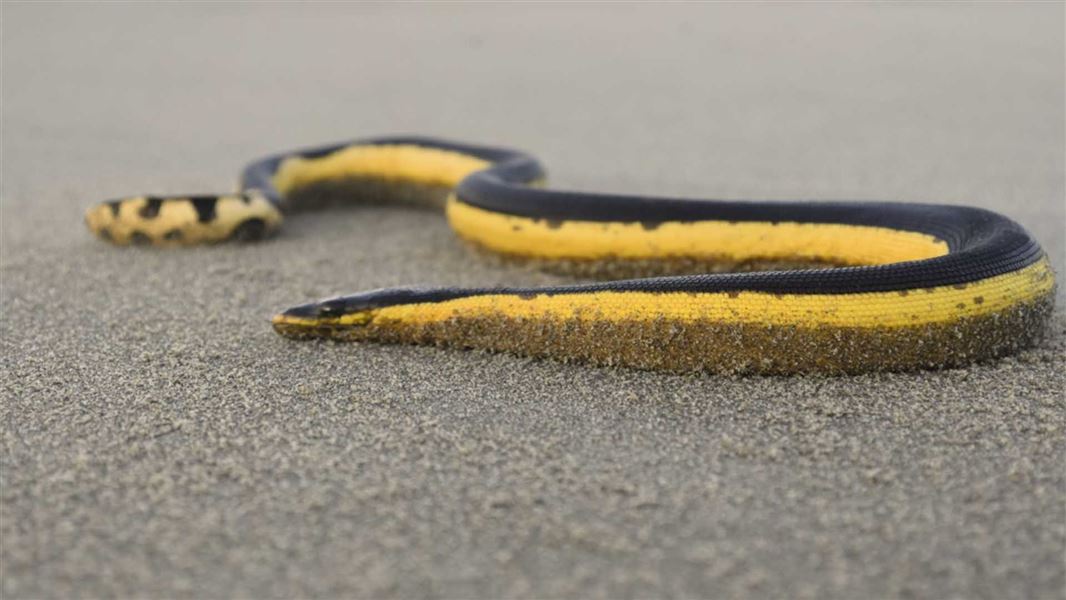 A black and white snake slithers along the sand.