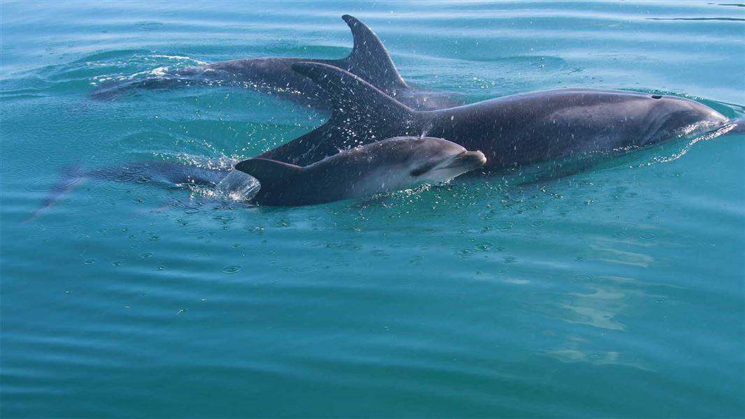 A small dolphin calf next to its mother in the water