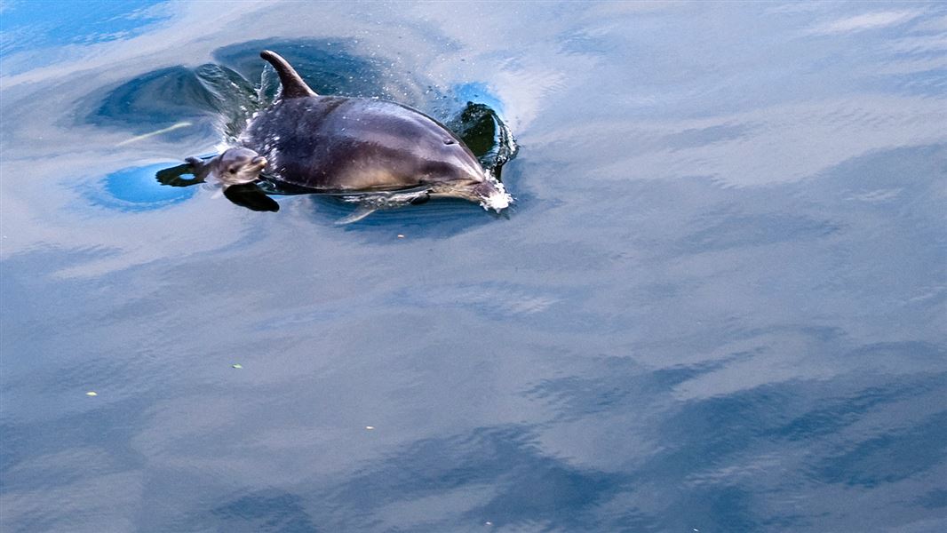 Bottlenose dolphin and calf. 