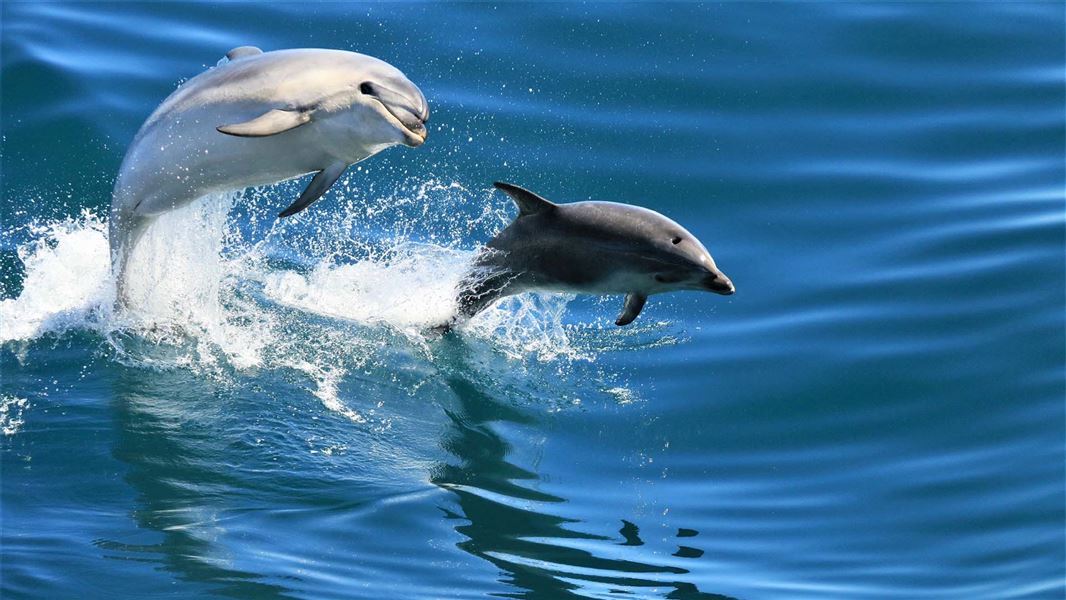 Two bottlenose dolphins coming out of the water gracefully.