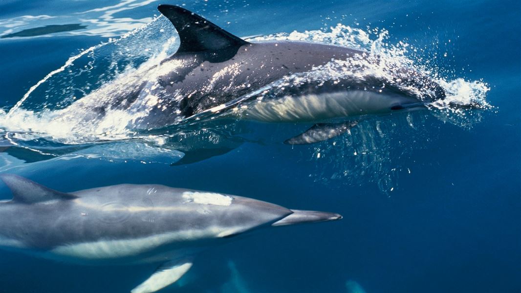 Common dolphins. 