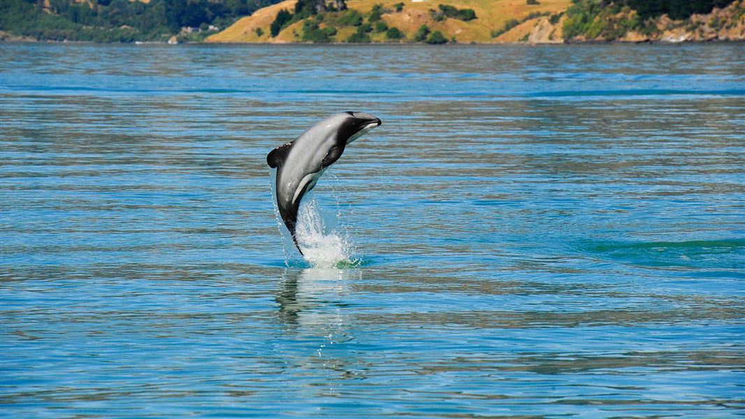 Dolphin leaping clear out of the water with land visible in background.