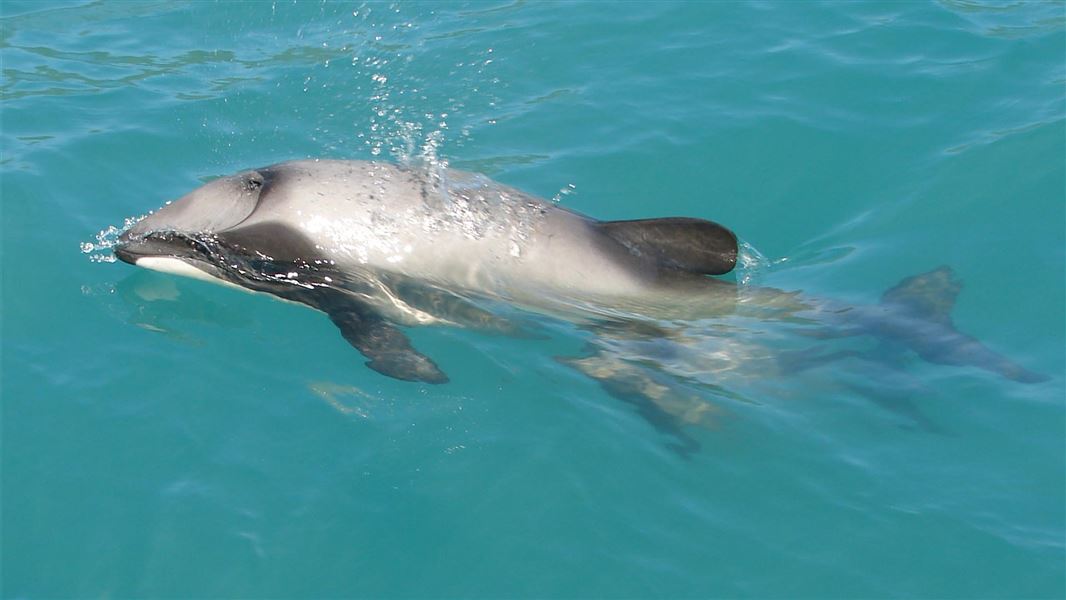 A Hector's dolphin justs through the surface of the sea. The sea is very calm and is very easy to see through.