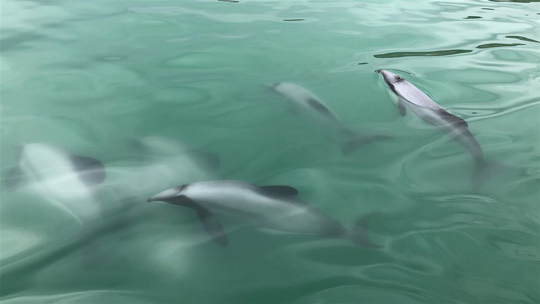 Five Māui dolphin swim together in the sea