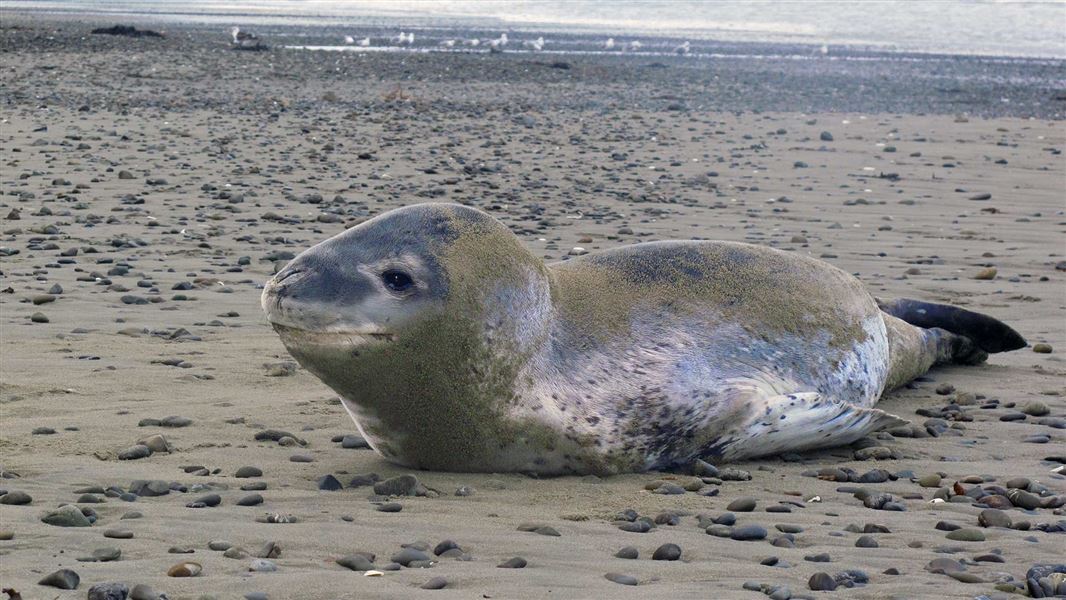 Leopard seal lying on a stony beach with waves in the background.