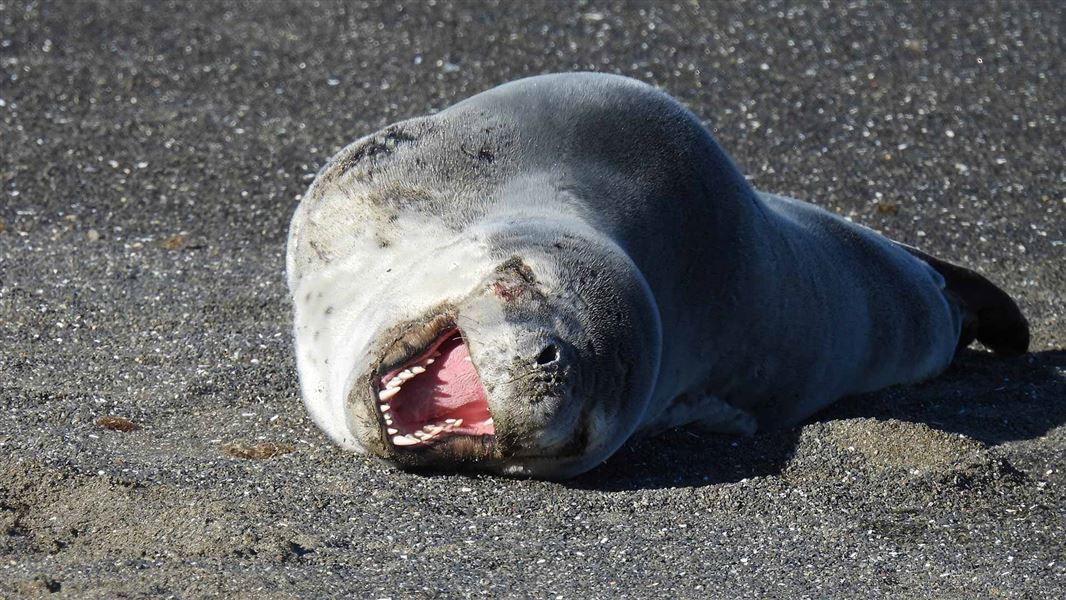 Leopard seal lying on beach in the sun.