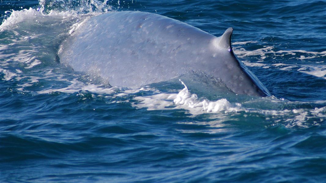 Blue whale dorsal fin. 