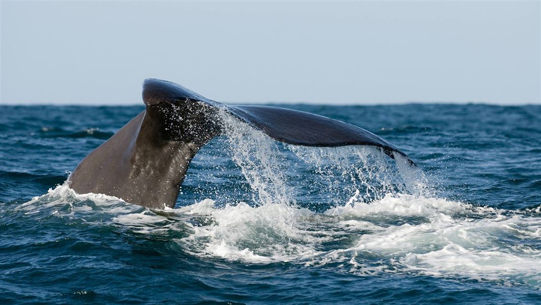 The tail of sperm whale receding into the ocean.