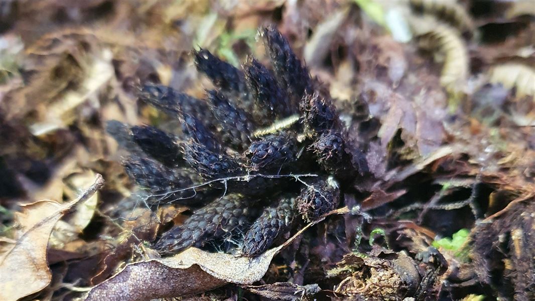 Close up image of dactylanthus on forest floor.