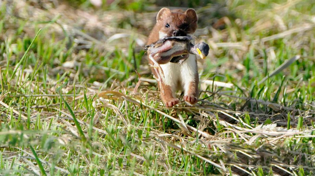 Stoat running with chick in mouth. 