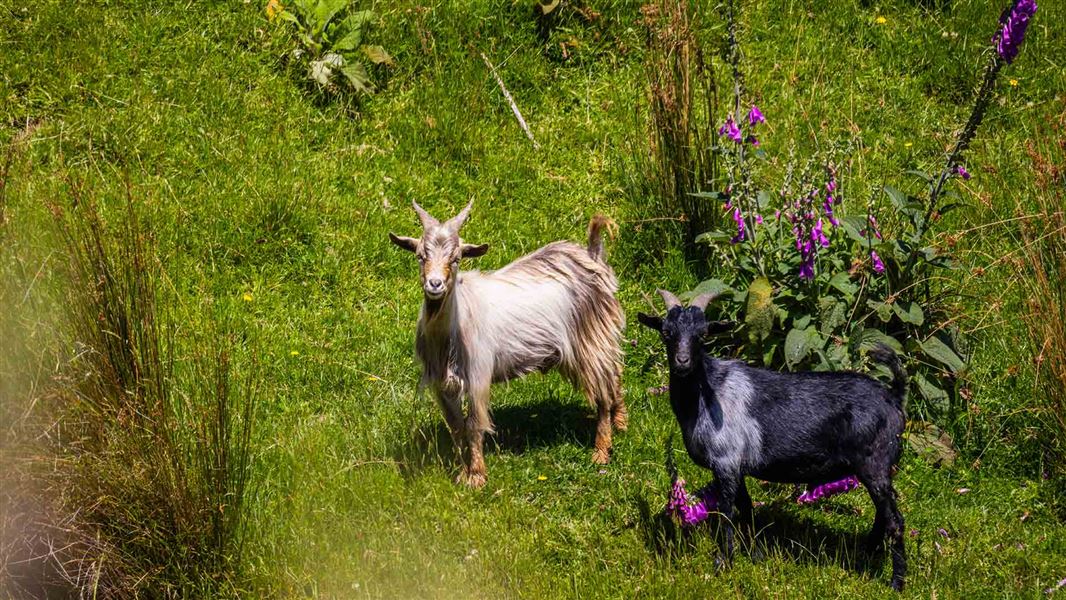 Two wild goats standing in a meadow.