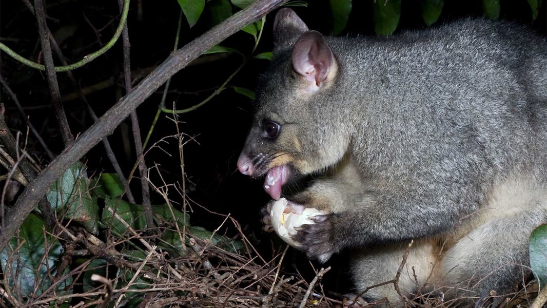 Possum eats bird egg