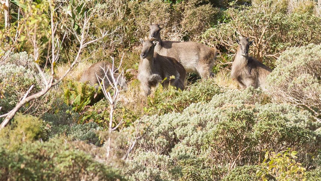 Tahr nannies and juvenile males. 