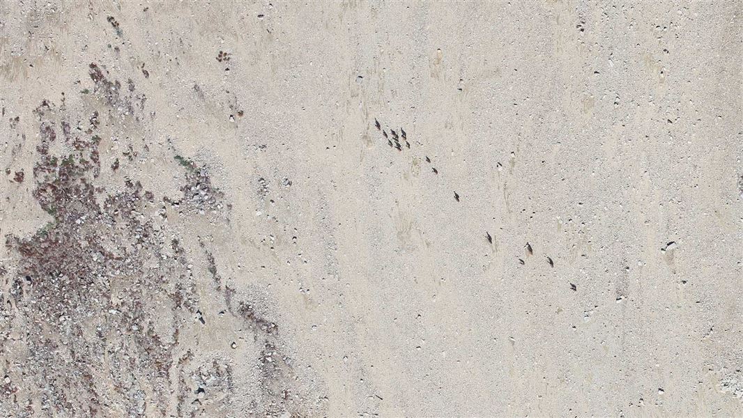 Top down view of many tahr crossing a barren landscape