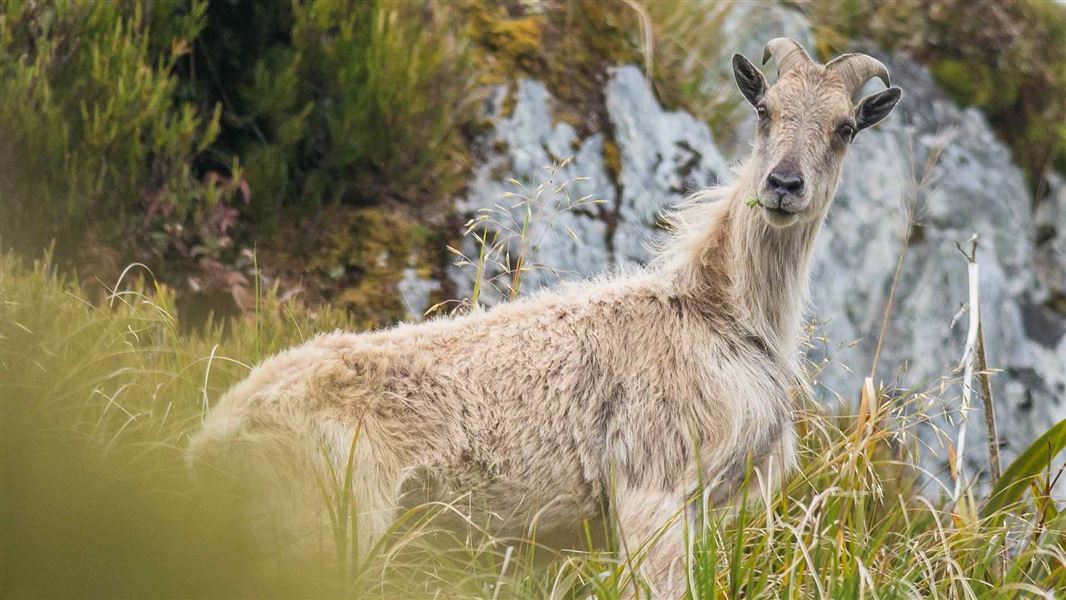 A young tahr on a hillside eating something green in its mouth