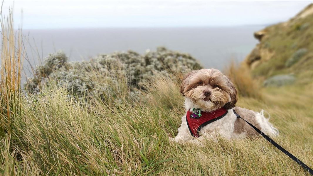 Leashed dog sits content on the coastline.