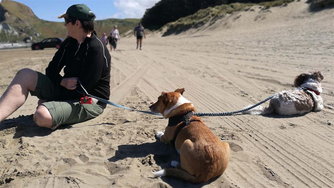 Two dogs on a beach with harness and leash to control them.