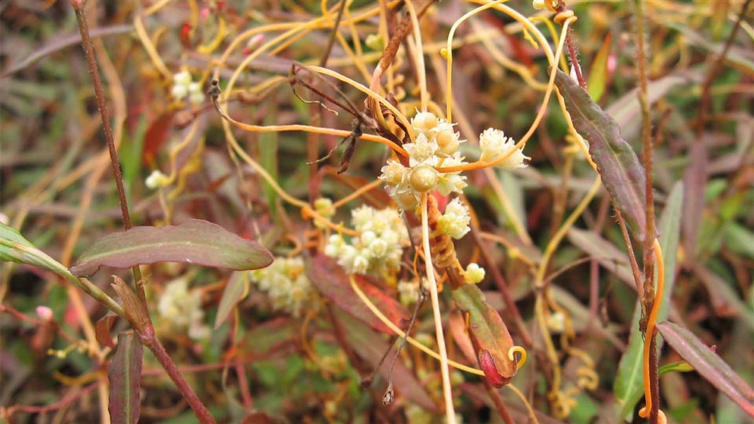 Very close up photo of golden dodder showing the way it coils around other plants