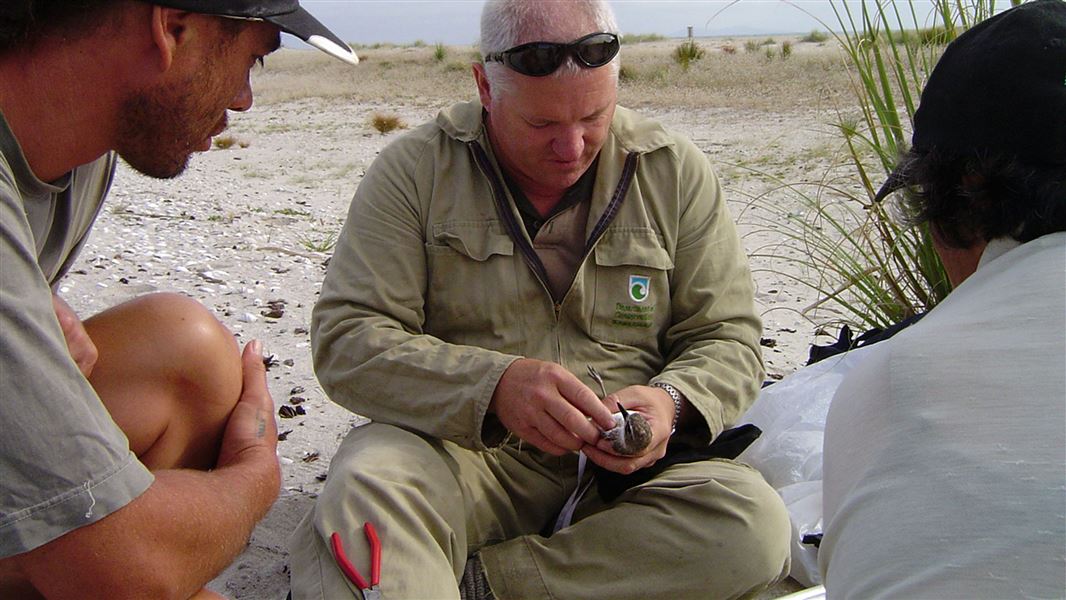 New Zealand dotterel banding by DOC staff, Matakana Island, near Tauranga. 