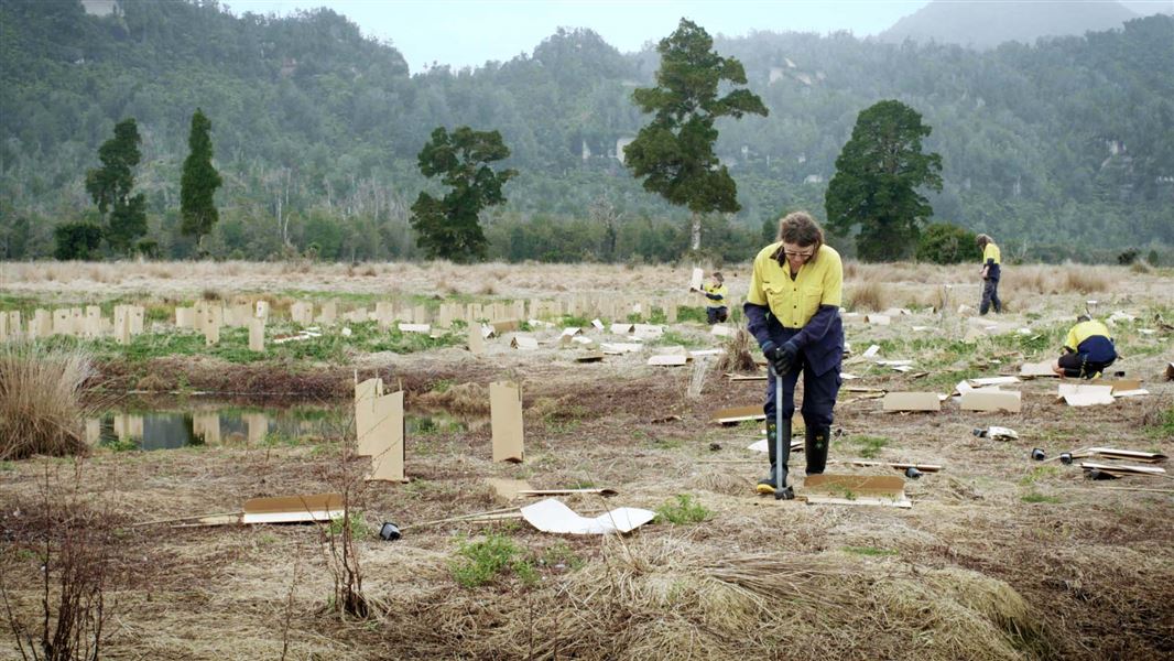 People can be seen in the distance planting tree saplings in a marshy area.