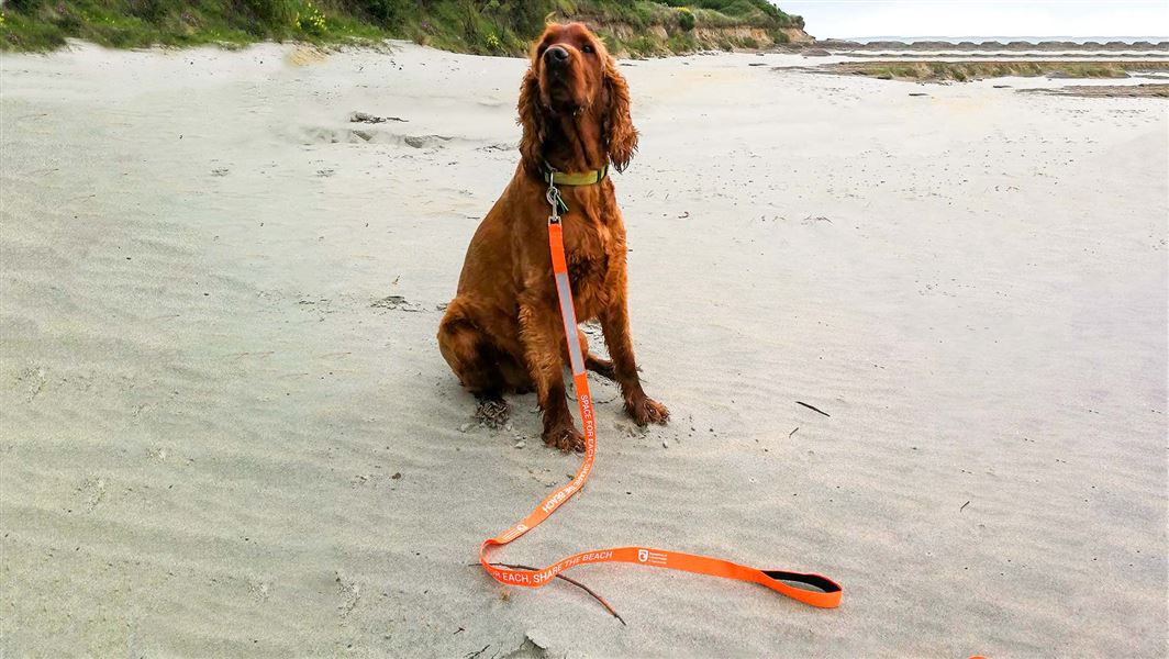 A red setter on the beach wearing an orange Lead the Way leash