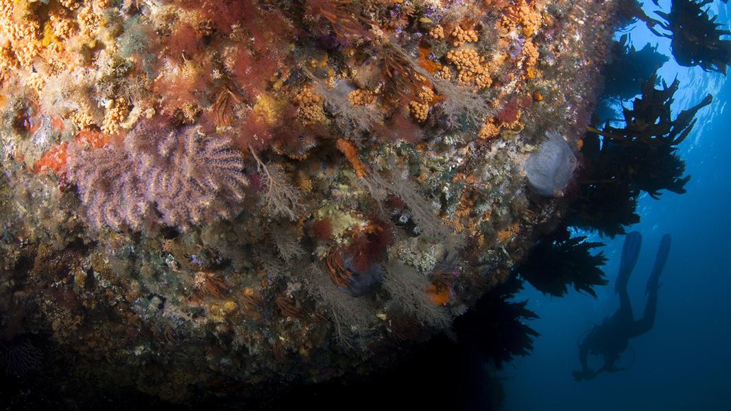 Diver swimming underwater beside coral encrusted rock. 