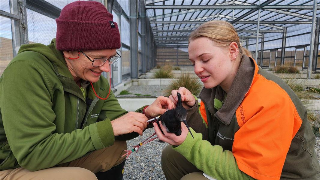 One person holds a small bird while another injects it with a vaccine.