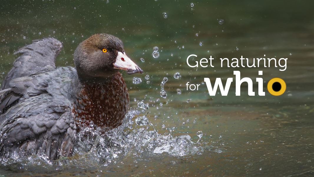 Ways to get naturing for whio: Whio Forever