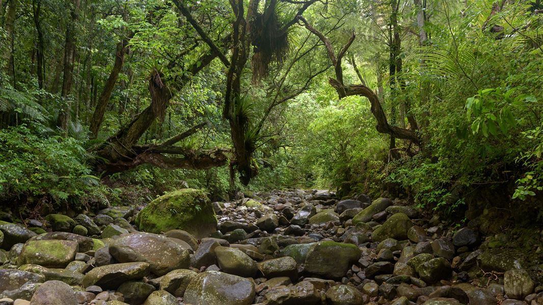 Creek with trees nearby.