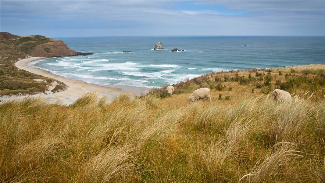 Sandfly Bay. 