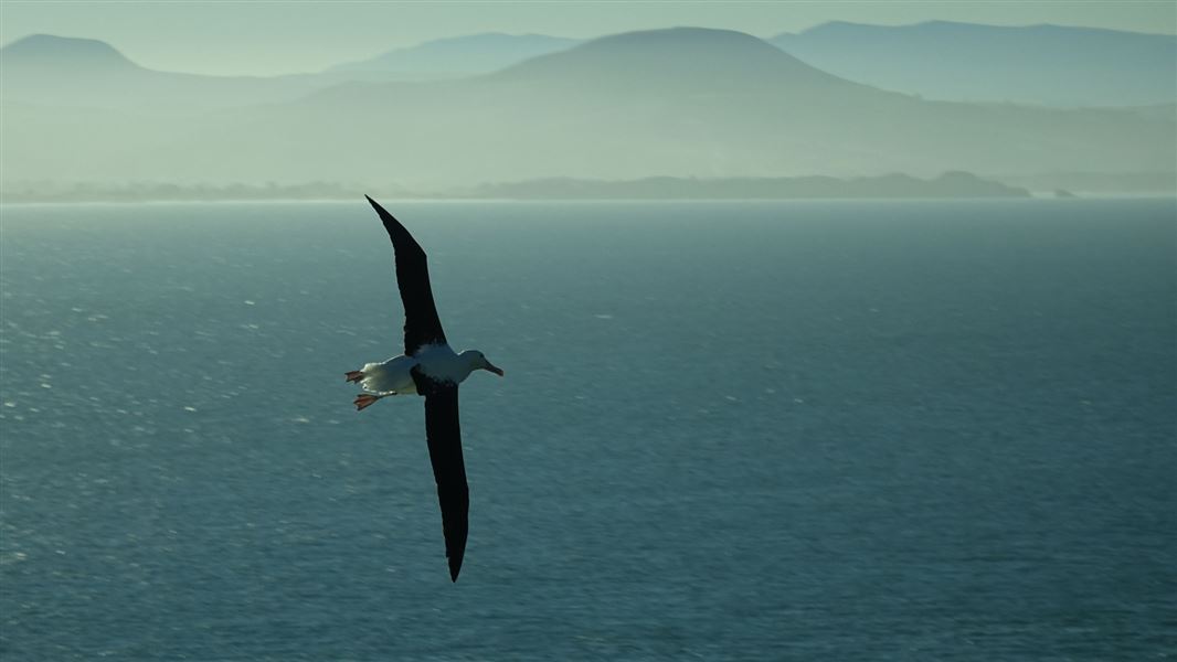 Large seabird gliding low over the ocean with one long wing extended upward, blue water below and hazy layered mountains fading into the background.