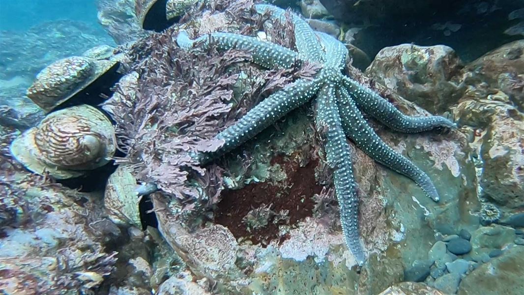 Underwater view of a large starfish resting on a rocky seabed covered in algae and shellfish, with textured rocks and scattered stones surrounding it.