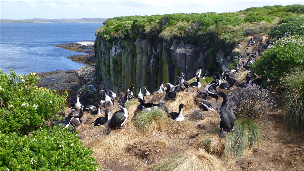 Shag rookery, Enderby Island, Auckland Islands. 