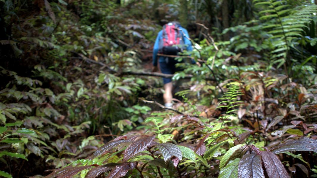 Walker on Hakarimata Walkway. 