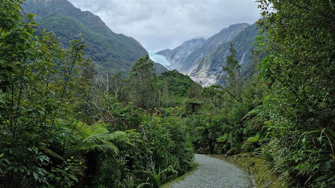 A gentle track surrounded by forest, a glacier visible at the head of a valley.