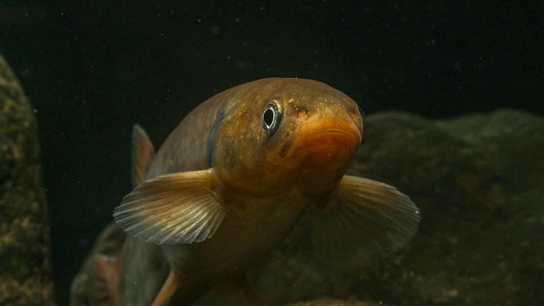 Shortjaw kōkopu underwater. 