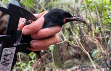Tīeke return! Remote Hauraki Gulf Island thriving after rat eradication