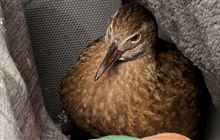 Stowaway weka hitches a ride across the Southern Alps