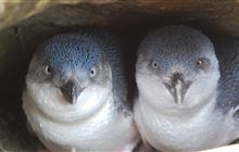 DOC appeals for help in Oamaru kororā death