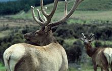 Wapiti Herd of Special Interest process begins