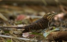 Research aims to solve mystery cuckoo movements